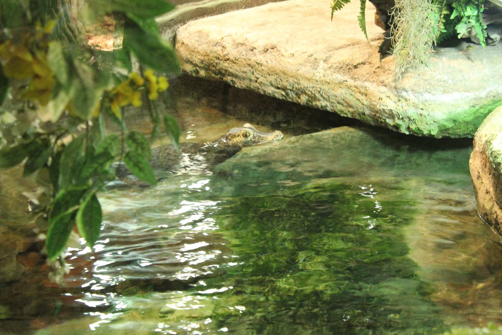 Cuvier's dwarf caiman