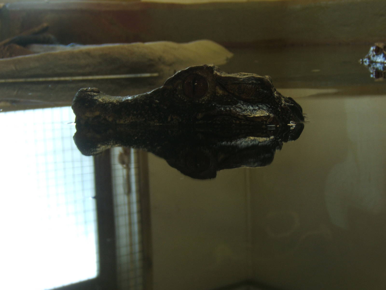 Cuviers Dwarf Caiman