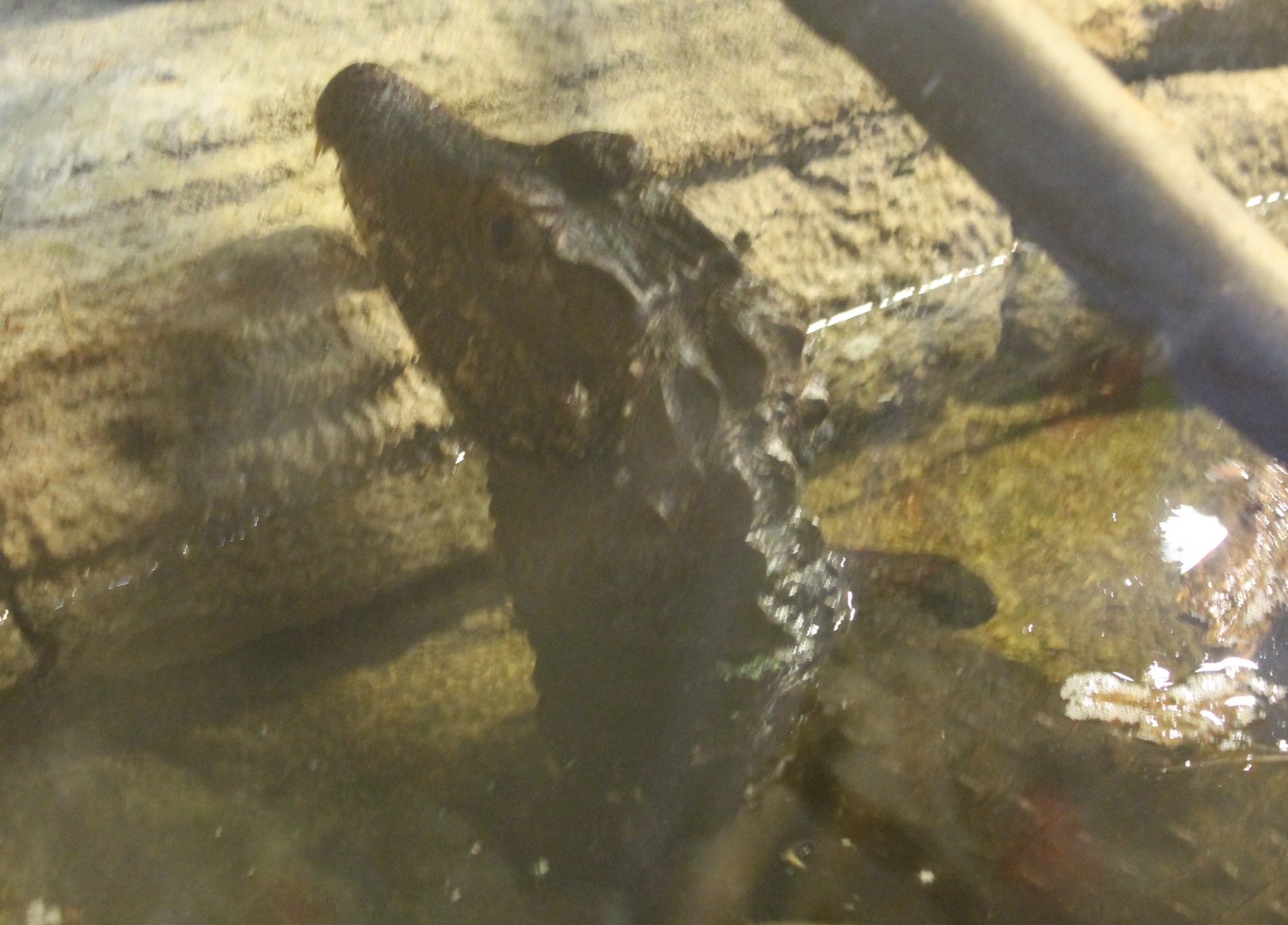 Cuviers dwarf caiman