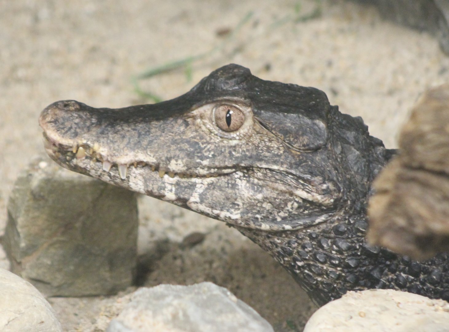 Cuvier's dwarf caiman