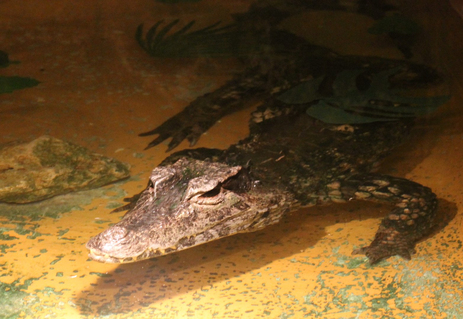 Cuvier's dwarf caiman