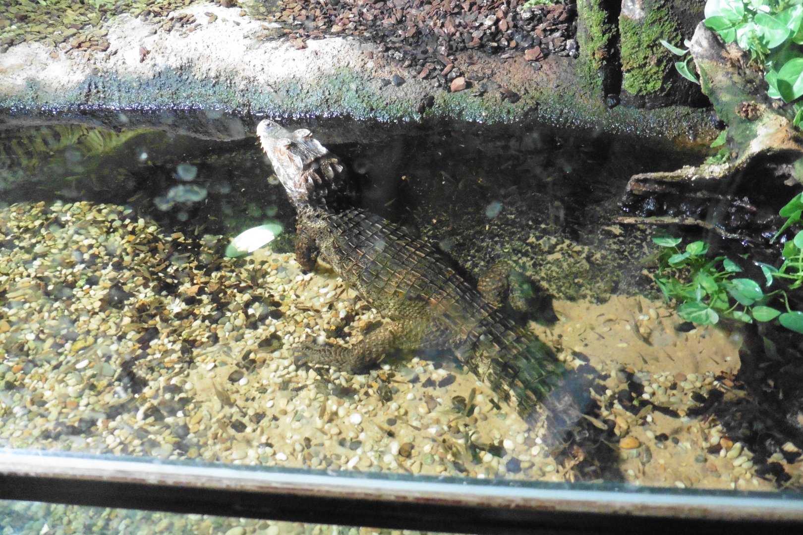 Cuvier's Dwarf Caiman
