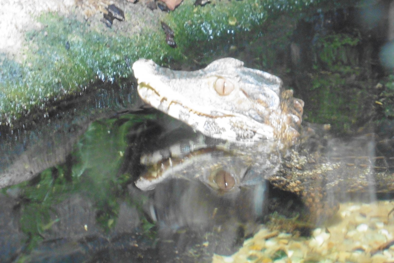 Cuviers Dwarf Caiman