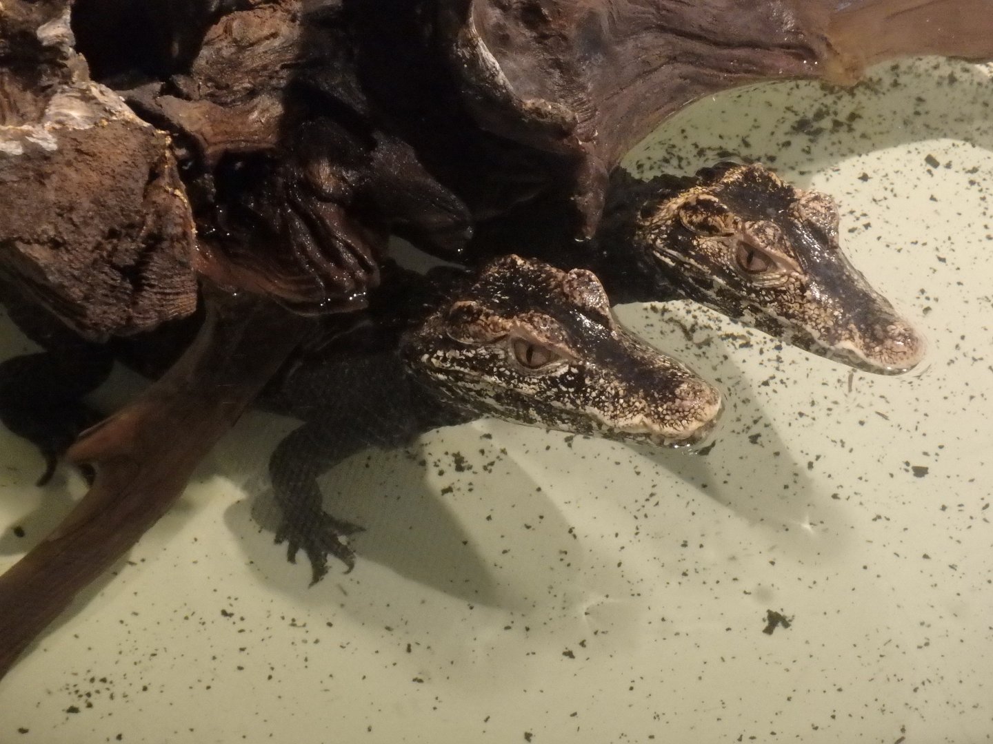 Cuvier's dwarf caiman