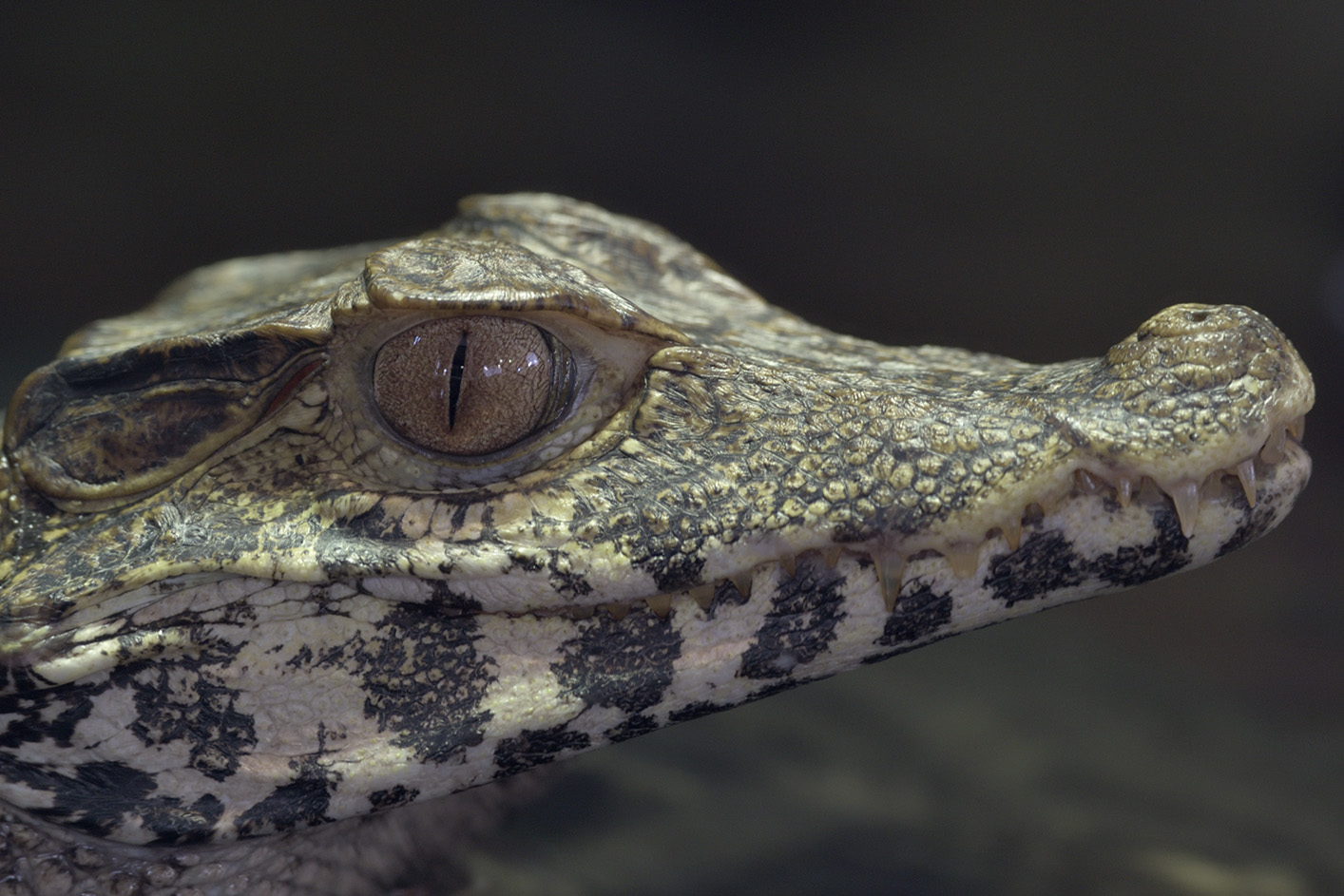 Cuvier's dwarf caiman