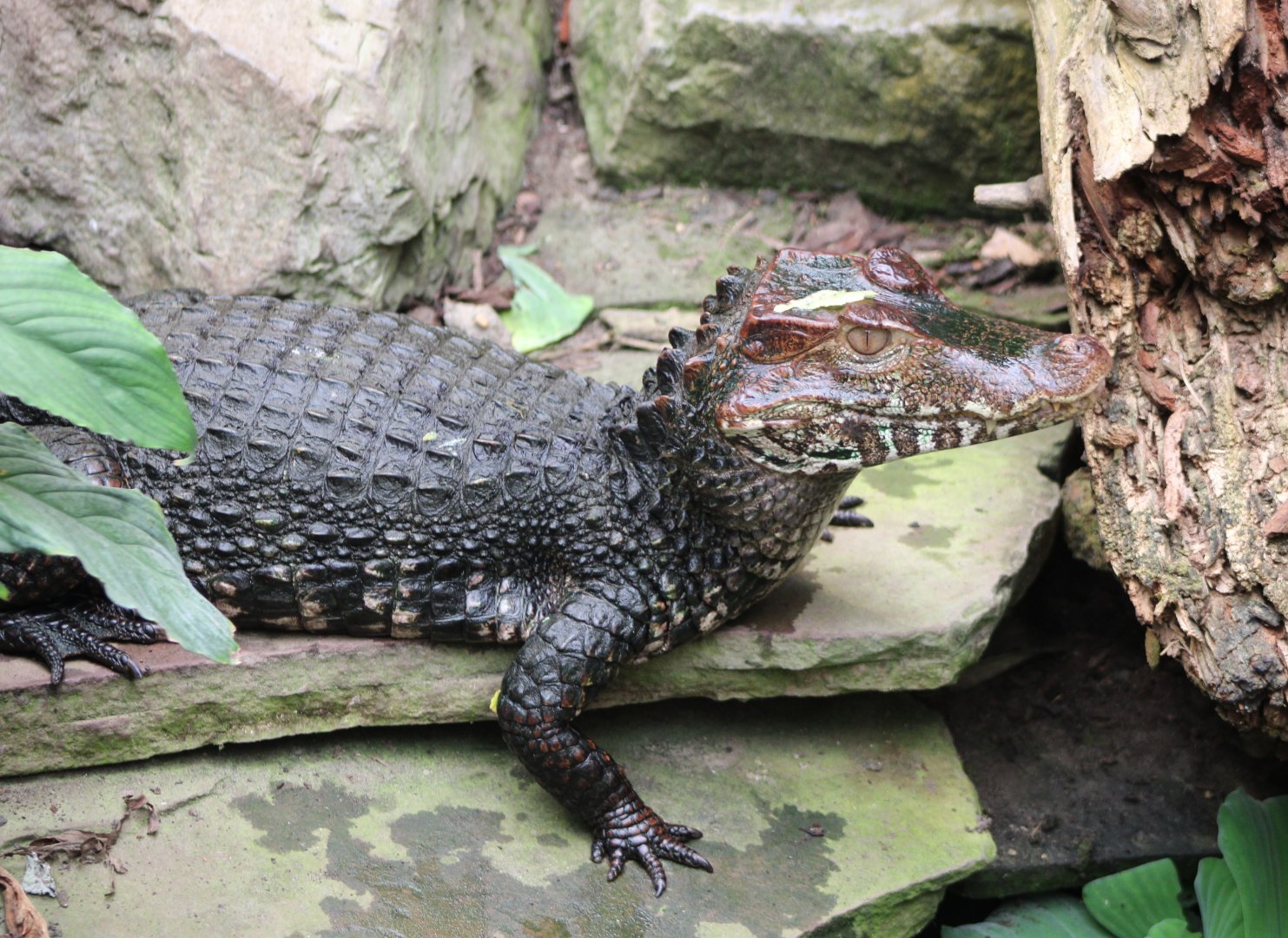 Cuvier's dwarf caiman