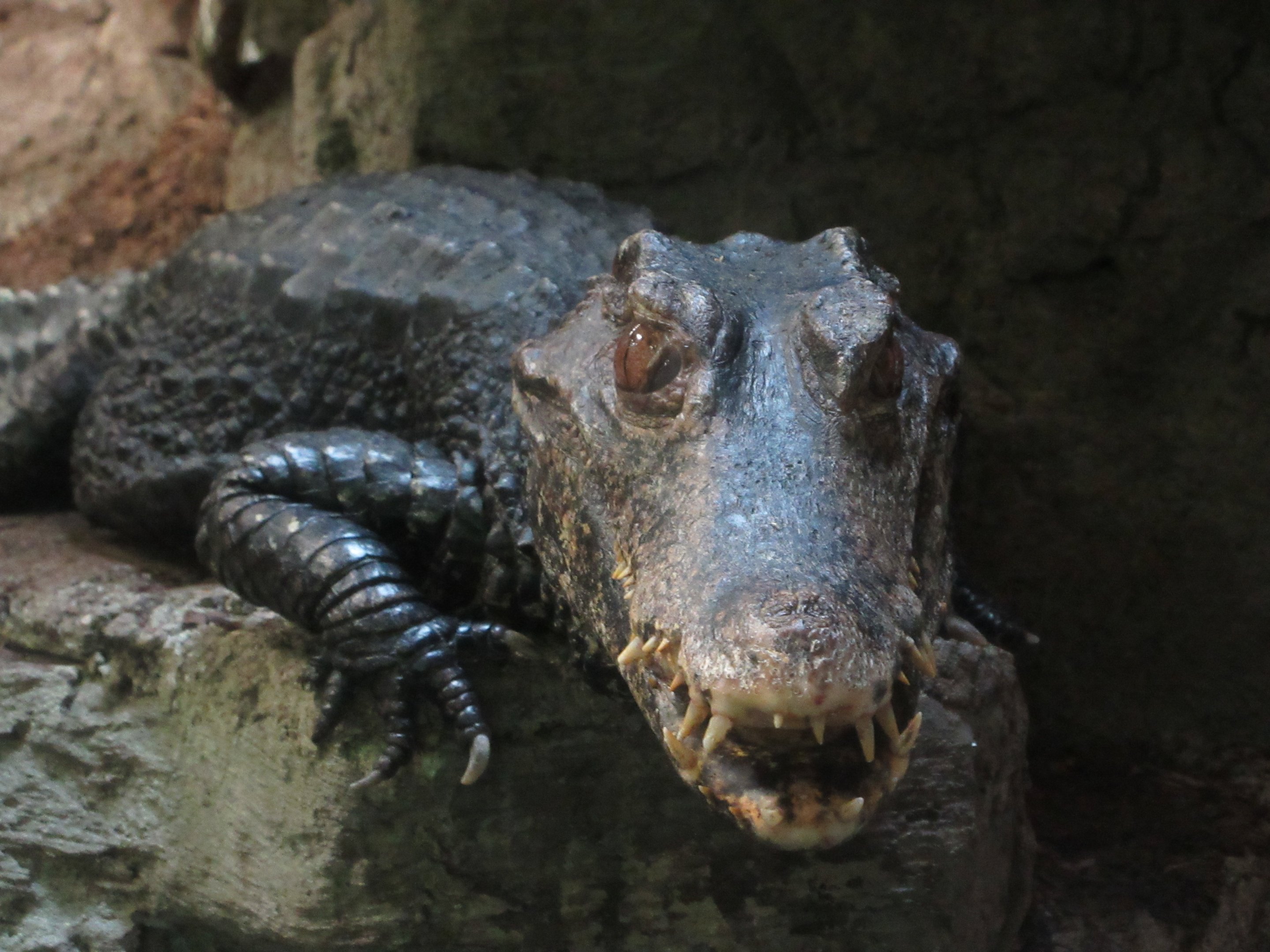 Cuvier's Dwarf Caiman