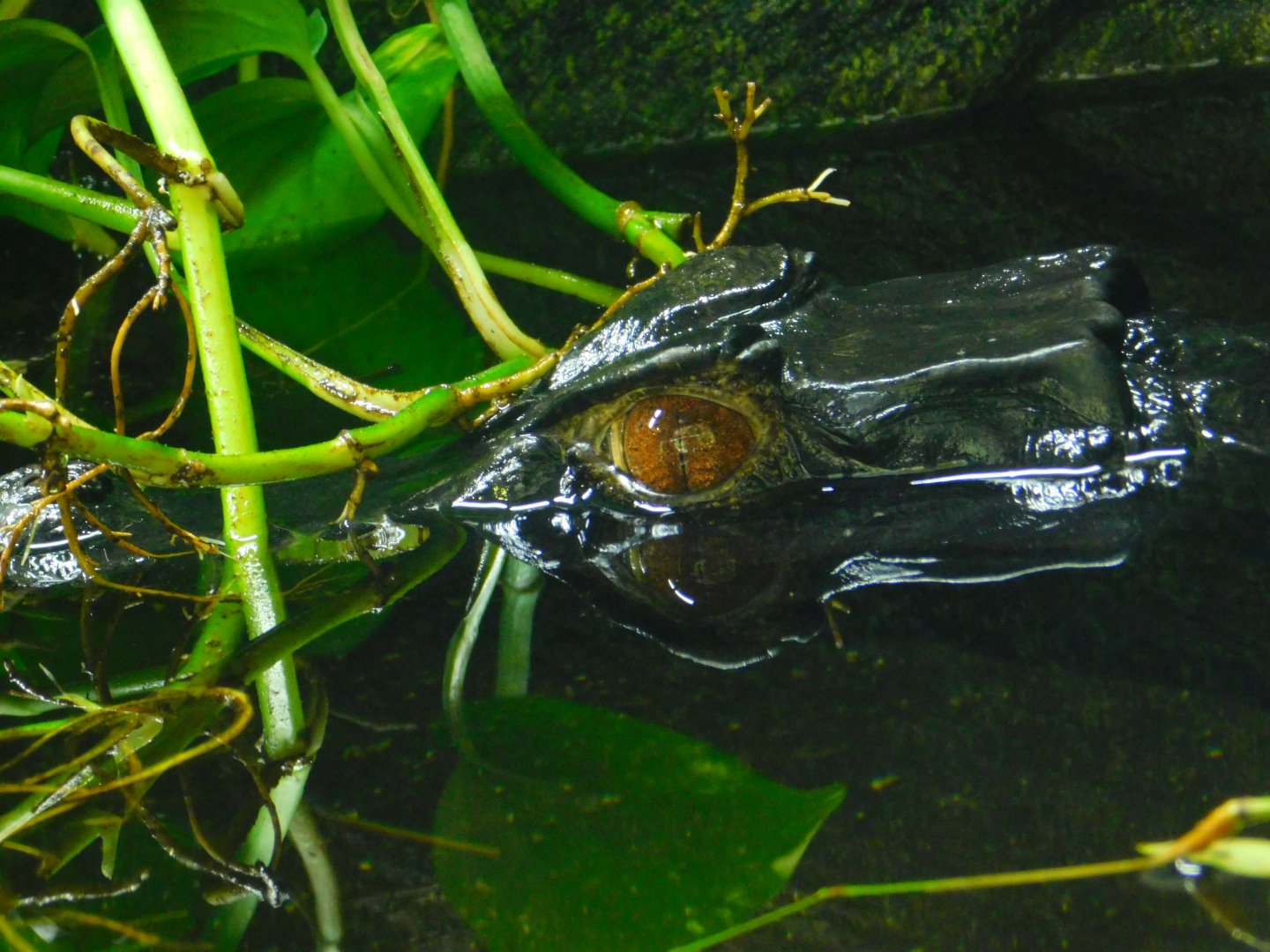 Cuvier’s Dwarf Caiman