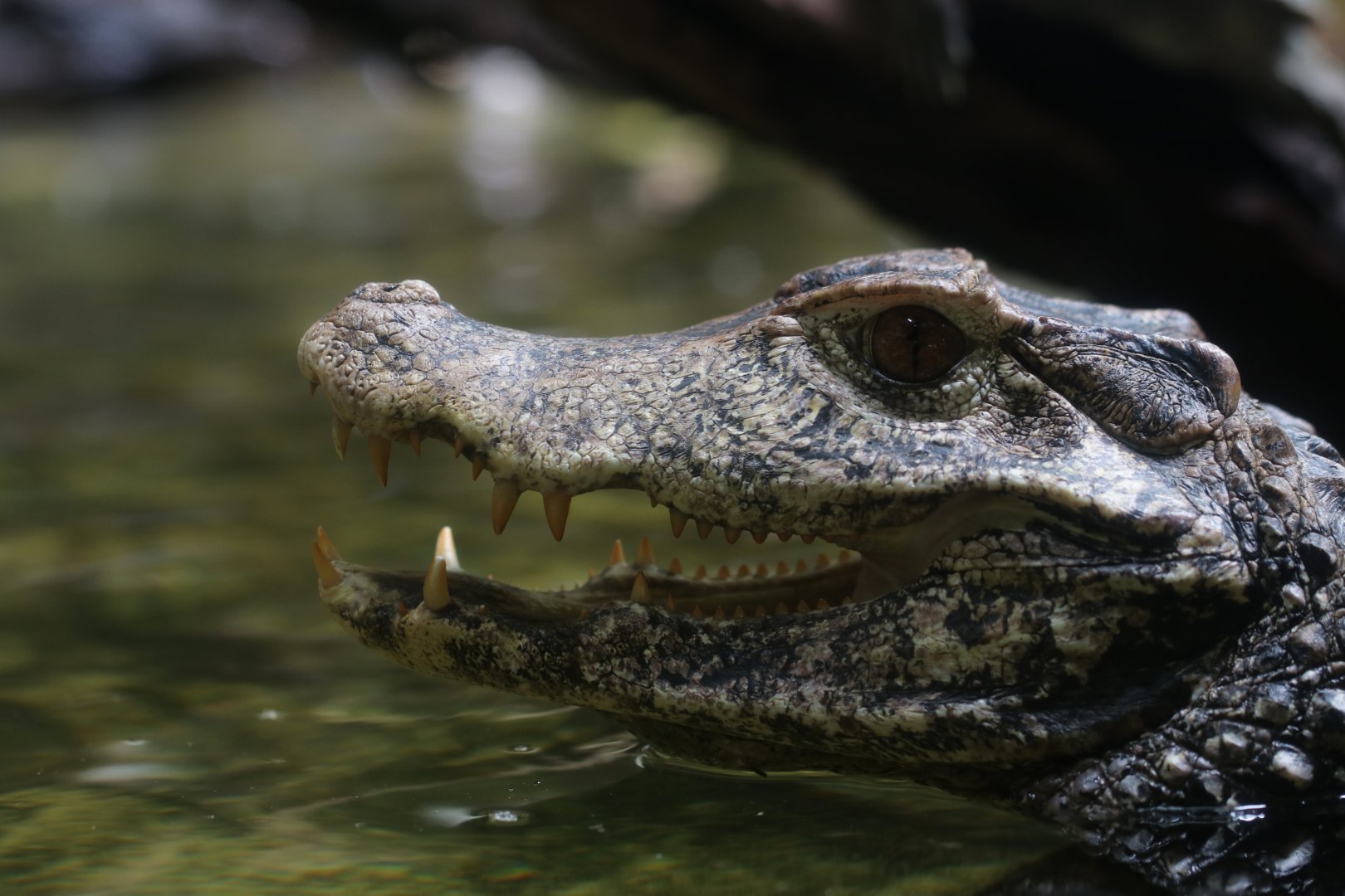 Cuvier's dwarf caiman