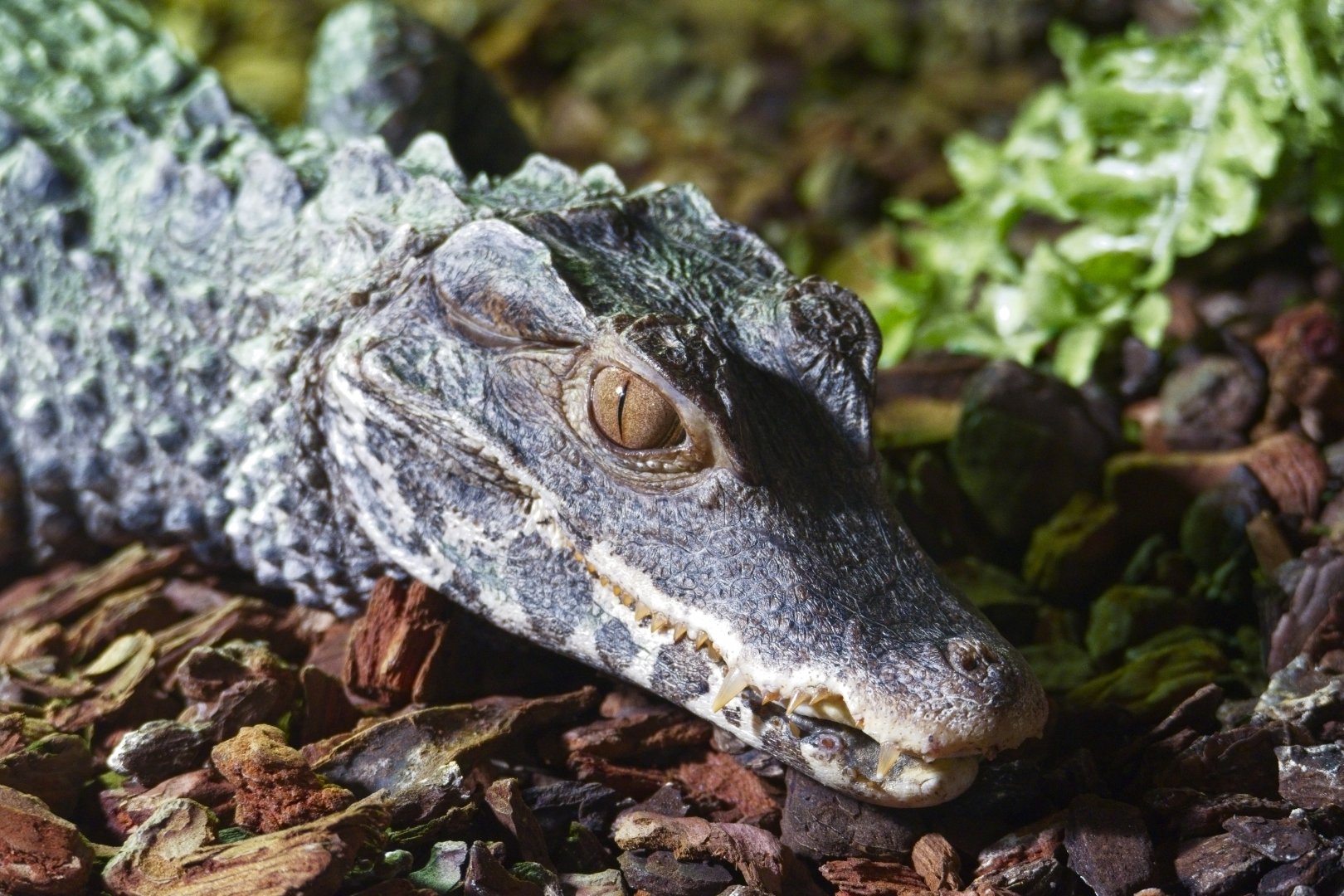 Cuviers Dwarf Caiman