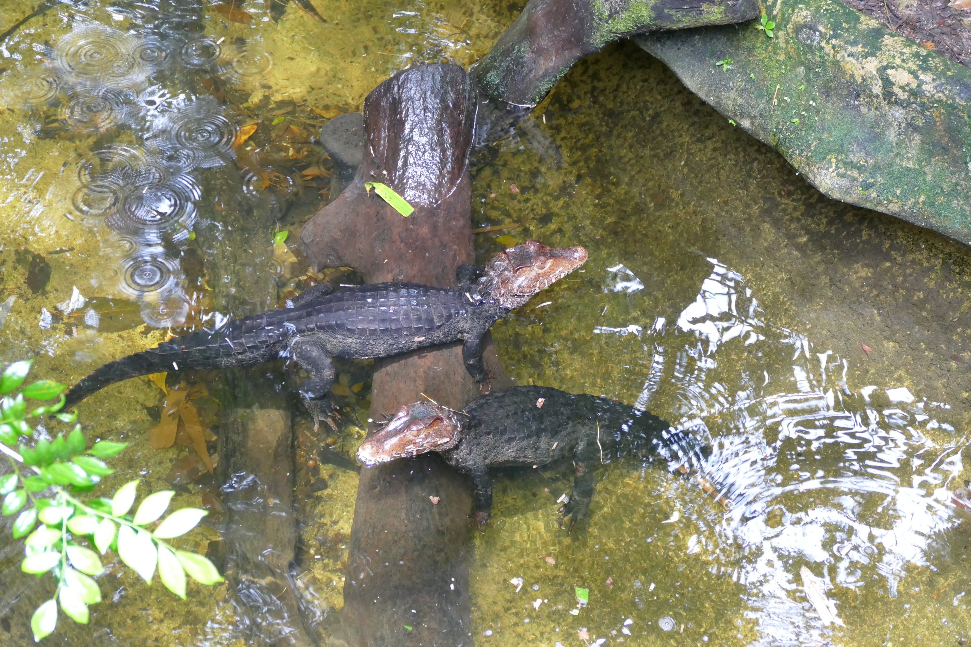 Cuvier's dwarf caiman