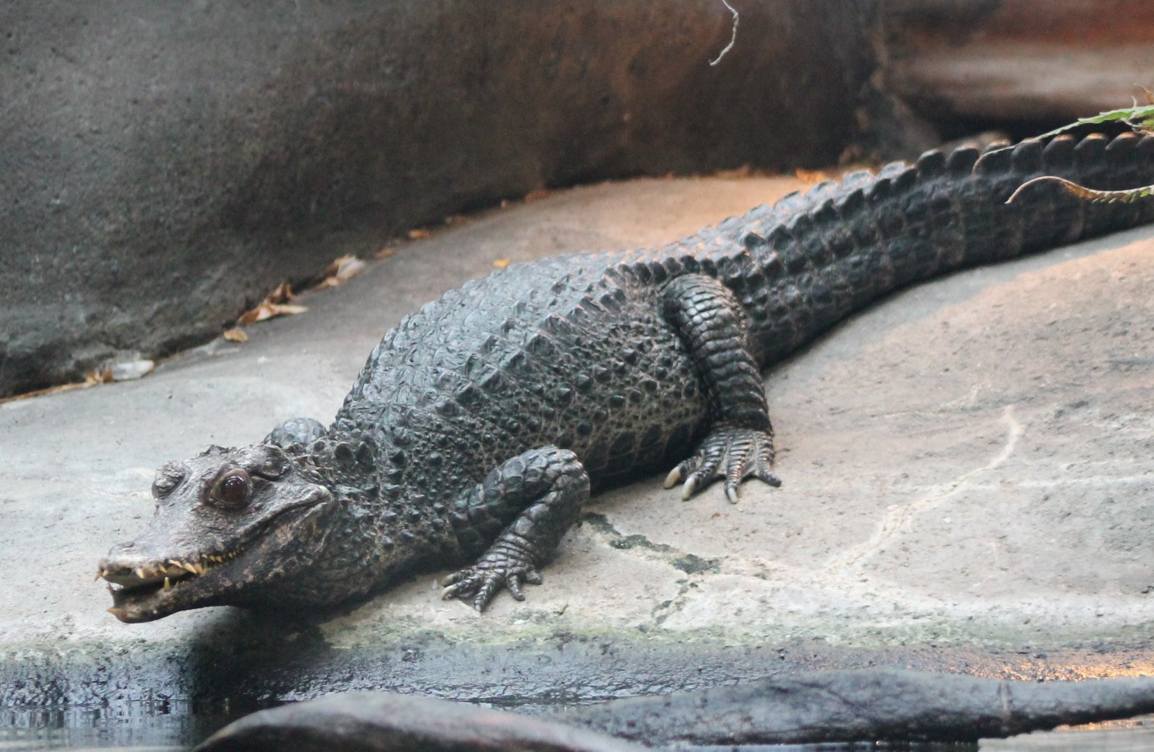 Cuvier's dwarf caiman