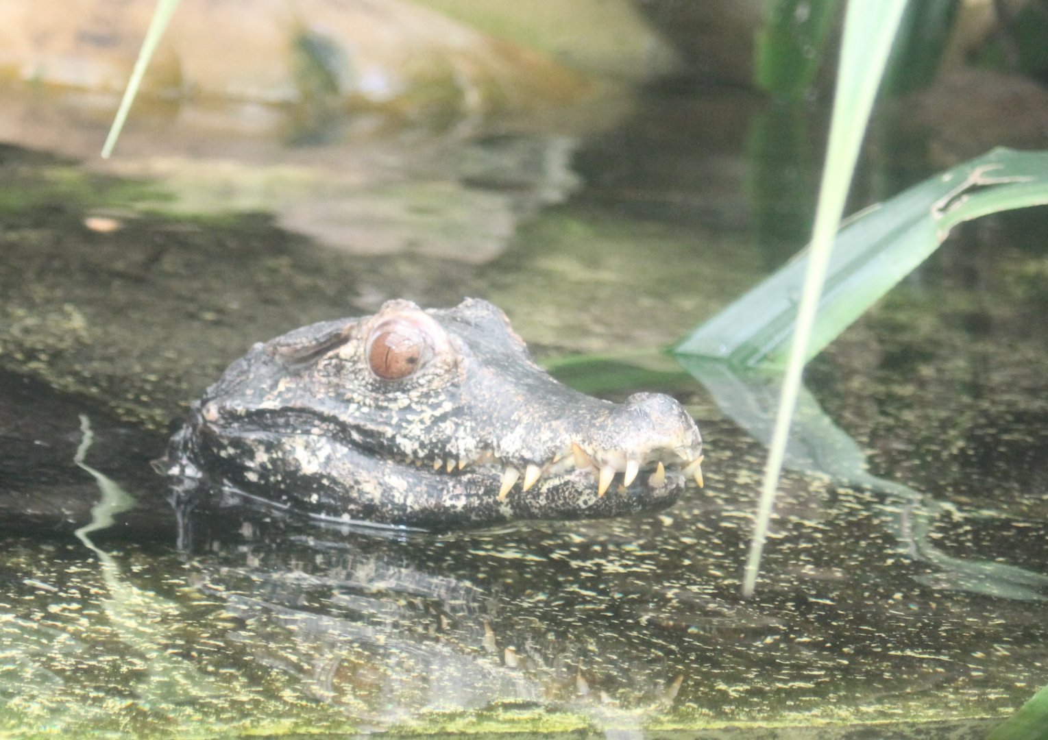 Cuvier's dwarf caiman