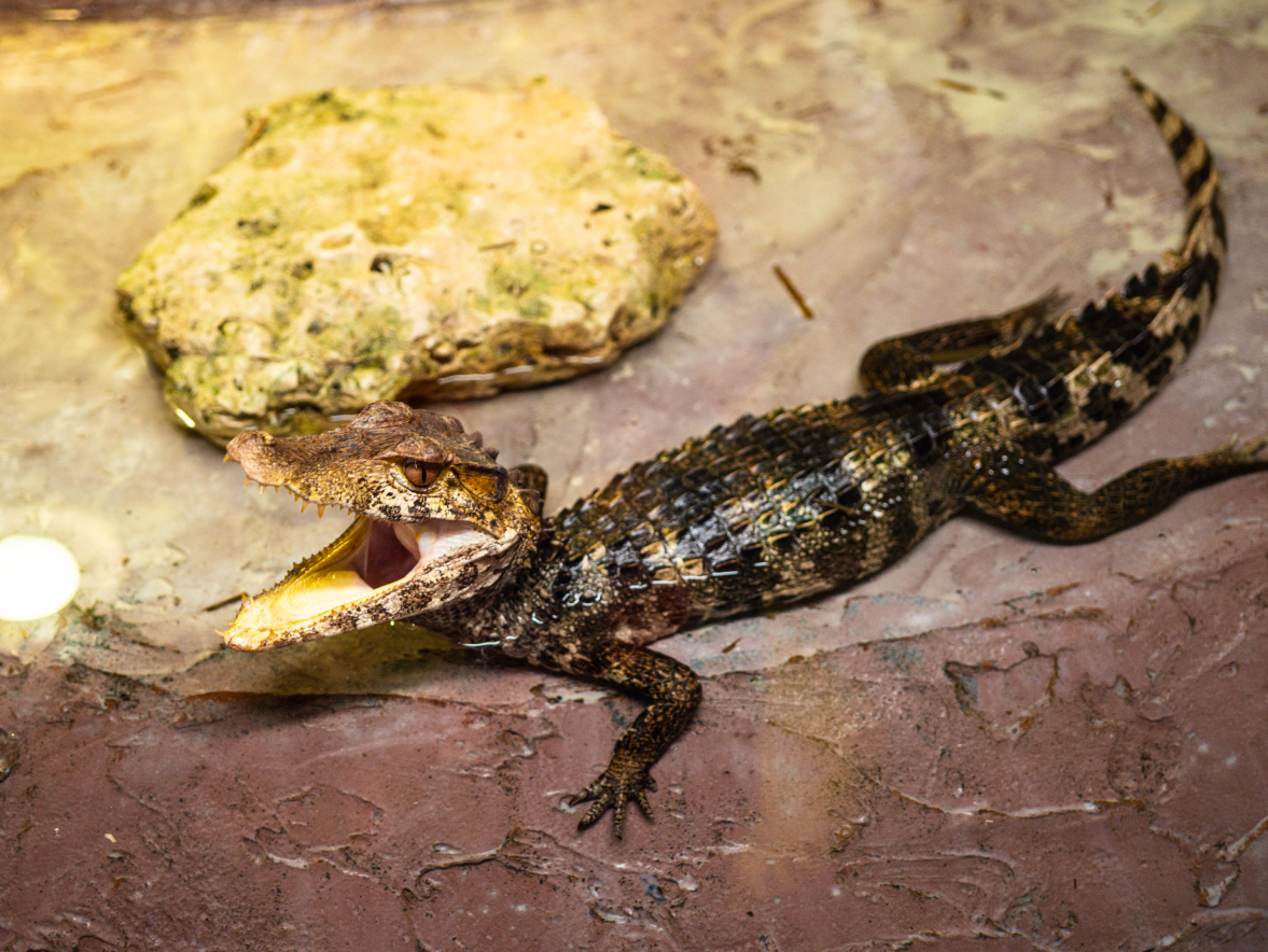 Cuvier's Dwarf Caiman