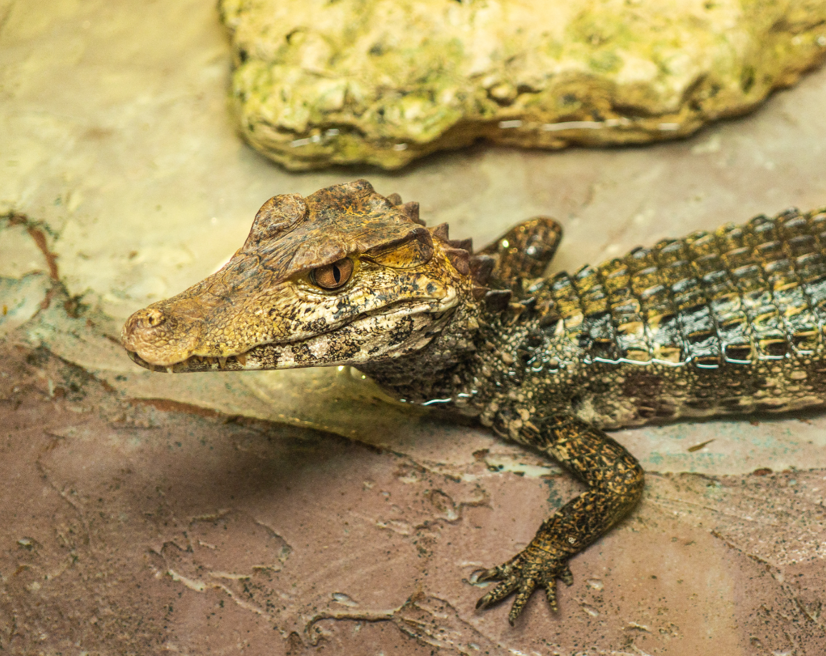 Cuvier's Dwarf Caiman