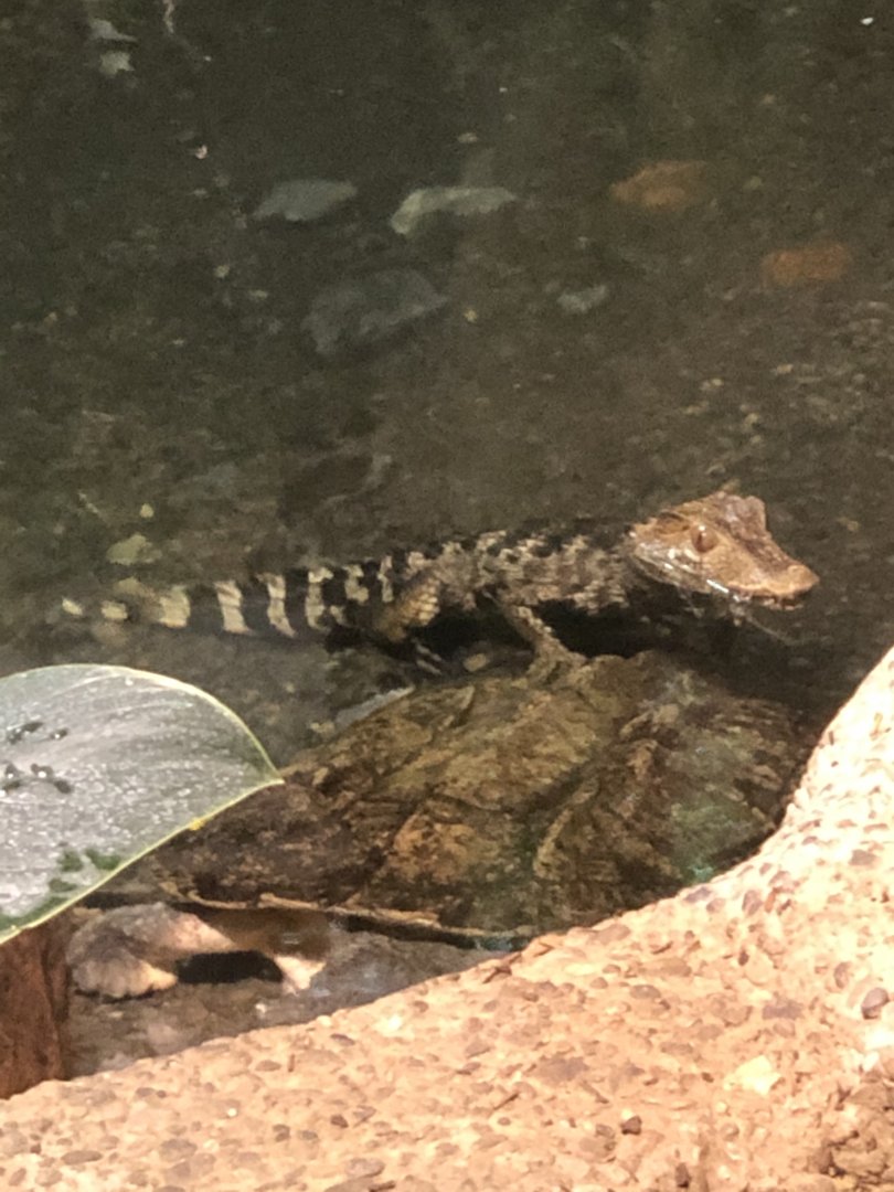 Cuvier’s Dwarf Caiman