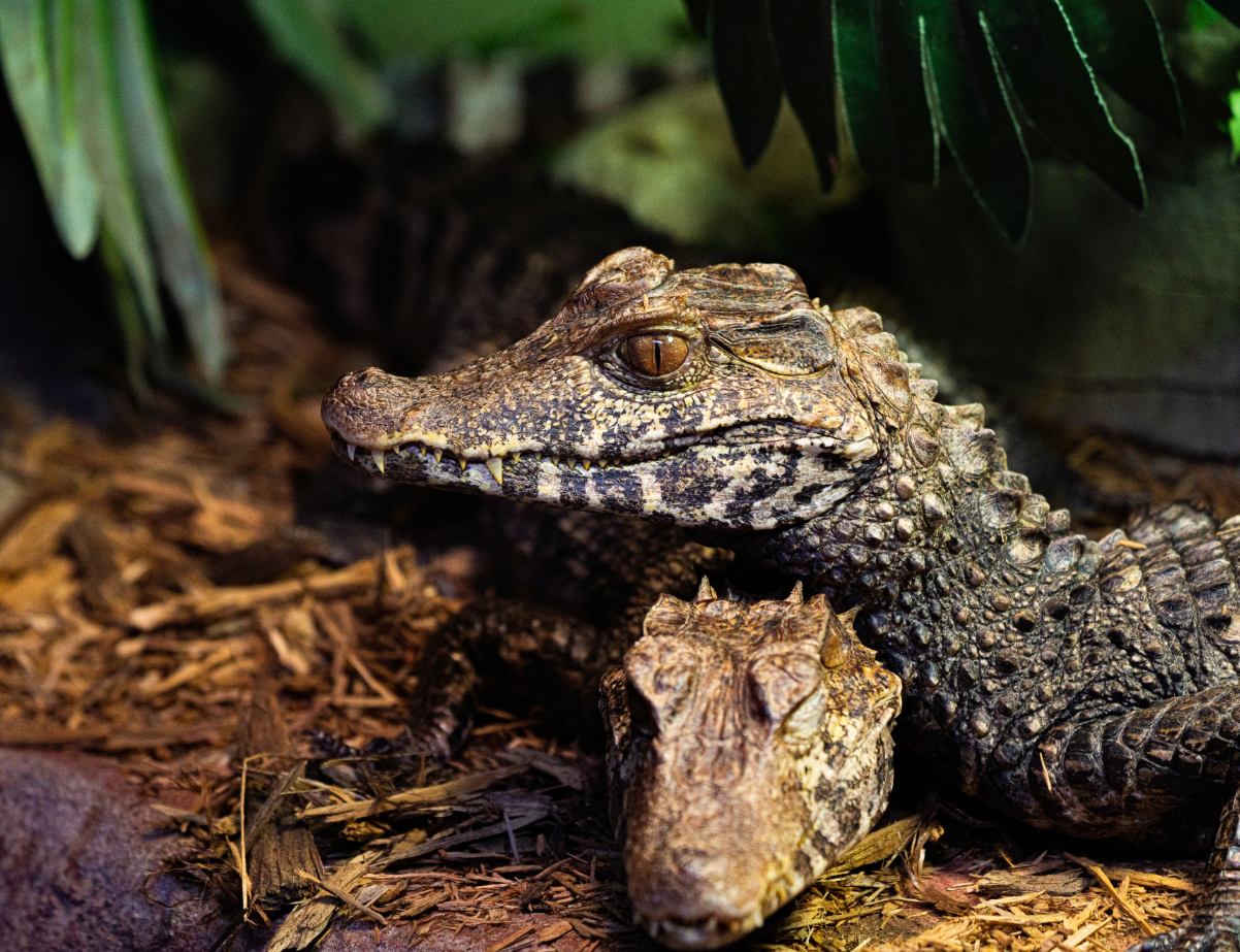 Cuvier's Dwarf Caiman