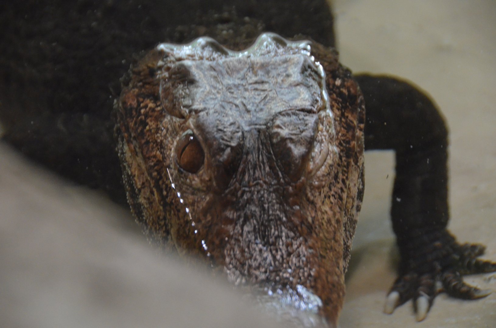 Cuvier's Dwarf Caiman