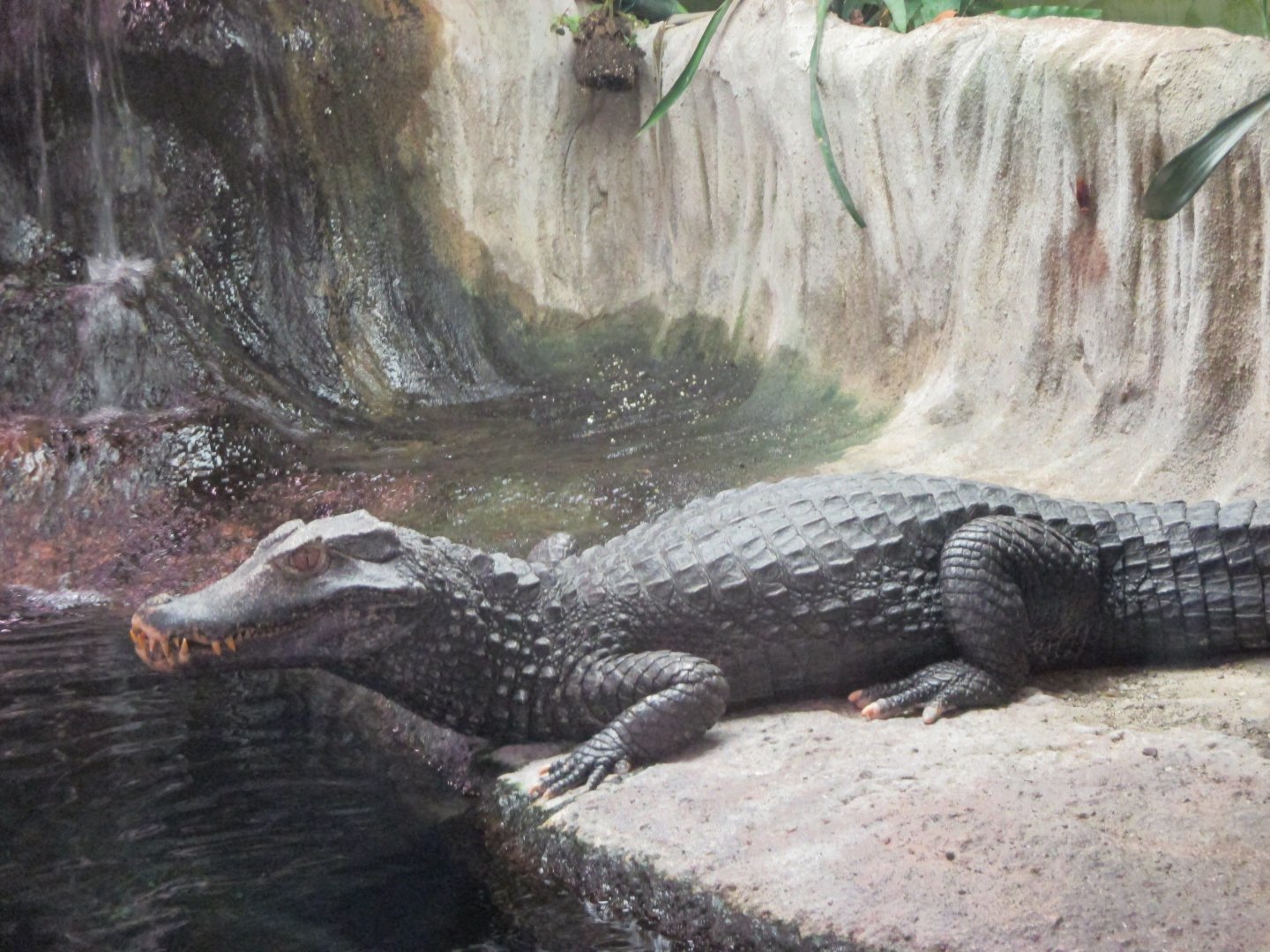 Cuvier's dwarf caiman
