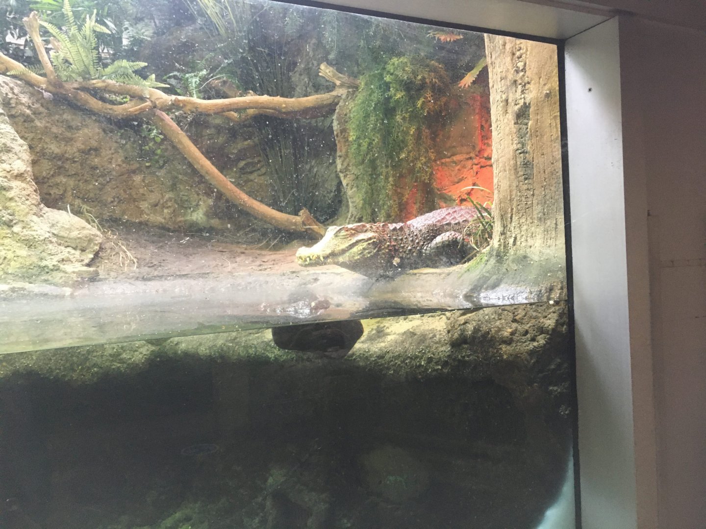 Cuvier's Dwarf Caiman