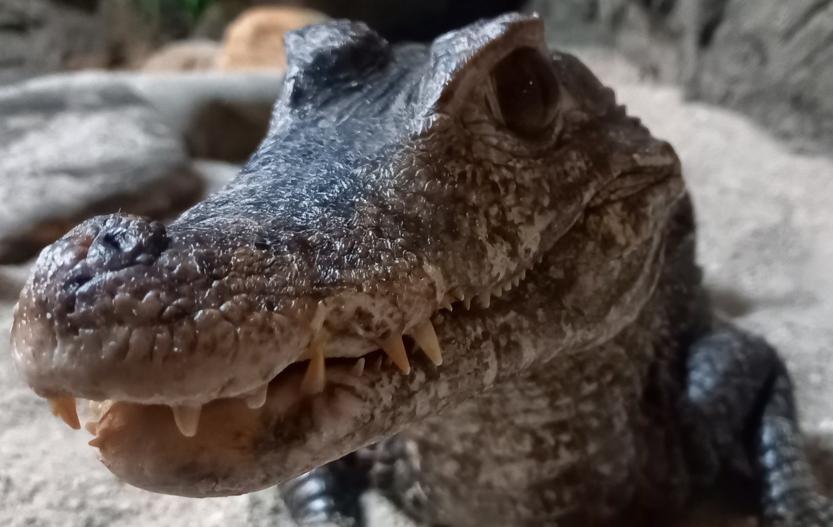 Cuvier's dwarf caiman