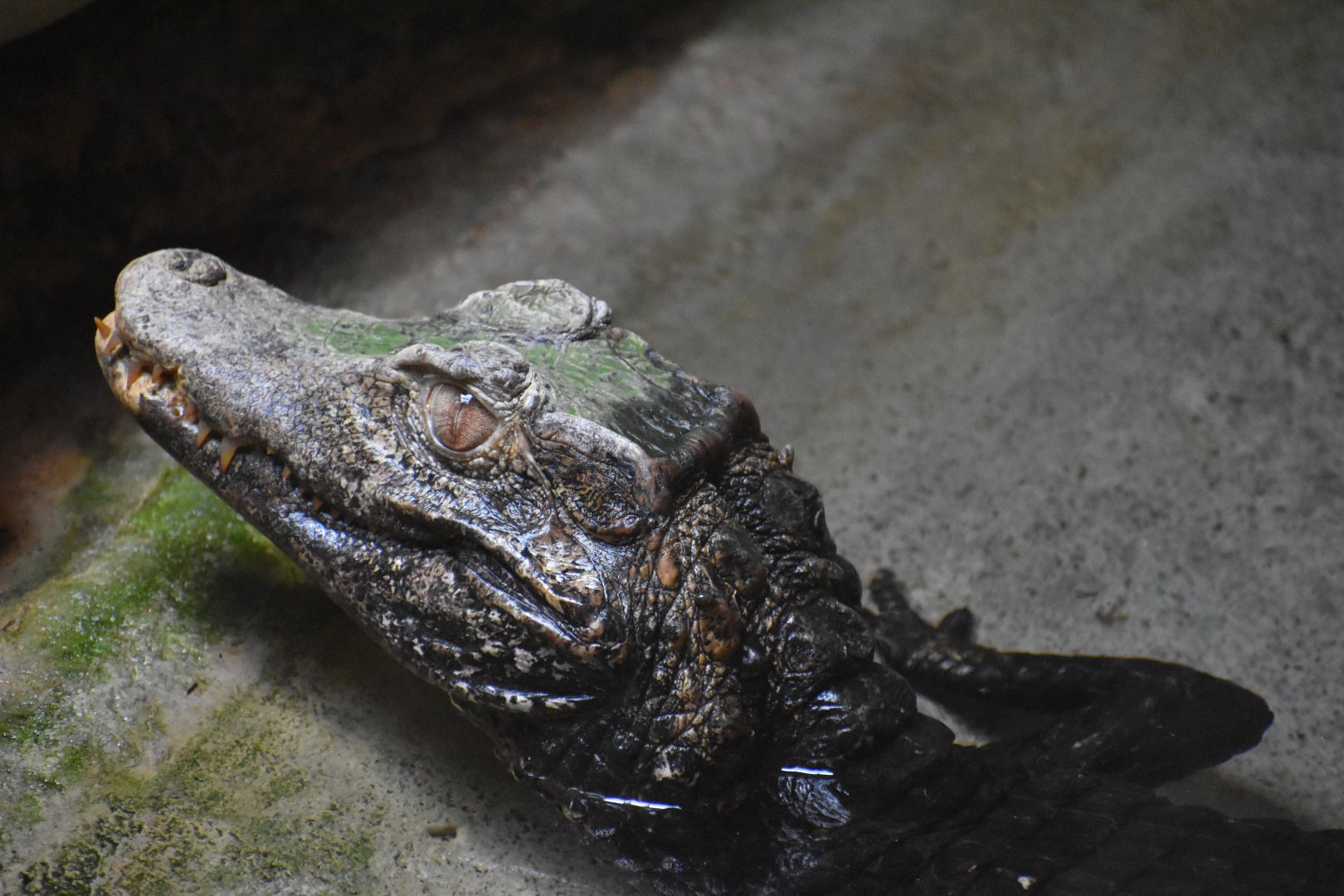 Cuvier's dwarf Caiman