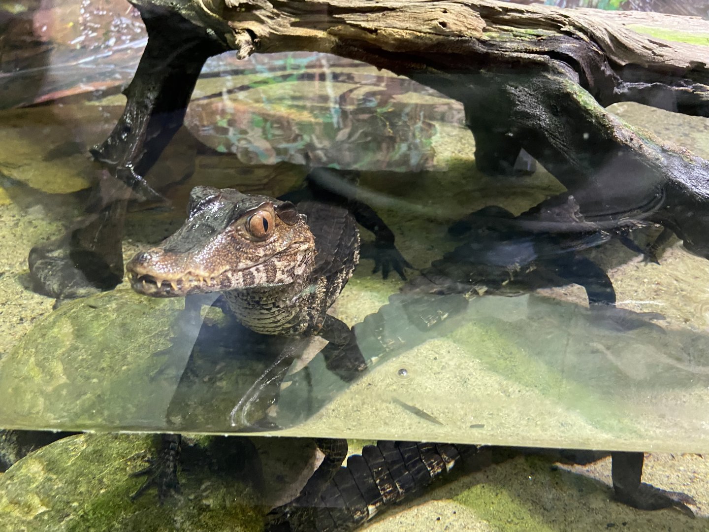 Cuvier's Dwarf Caiman