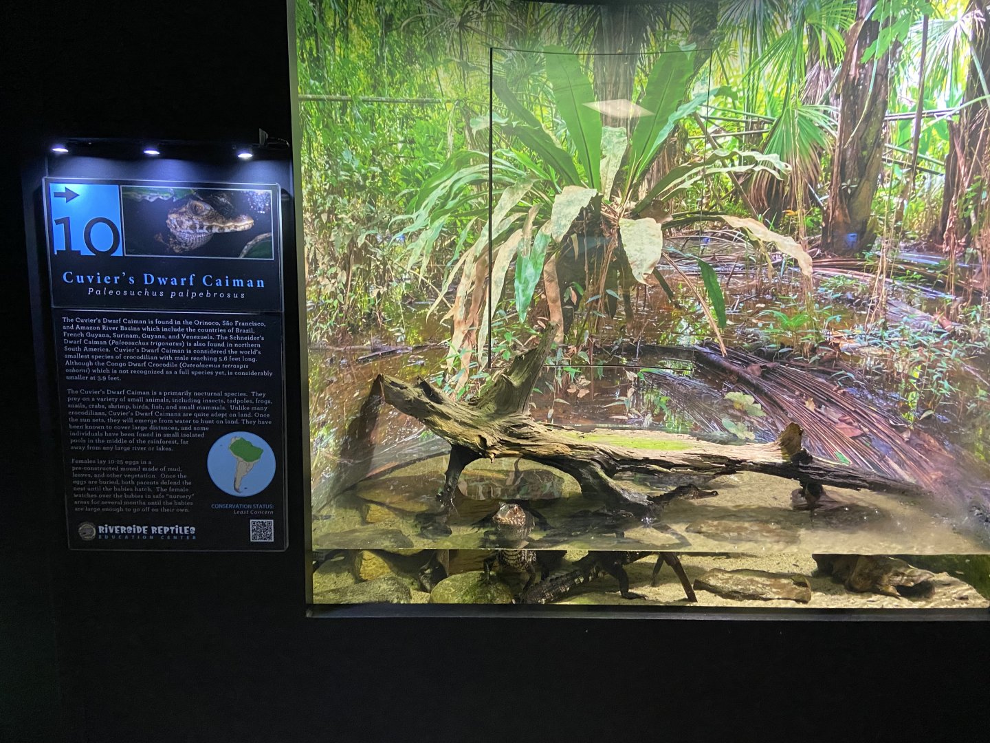 Cuvier's Dwarf Caiman