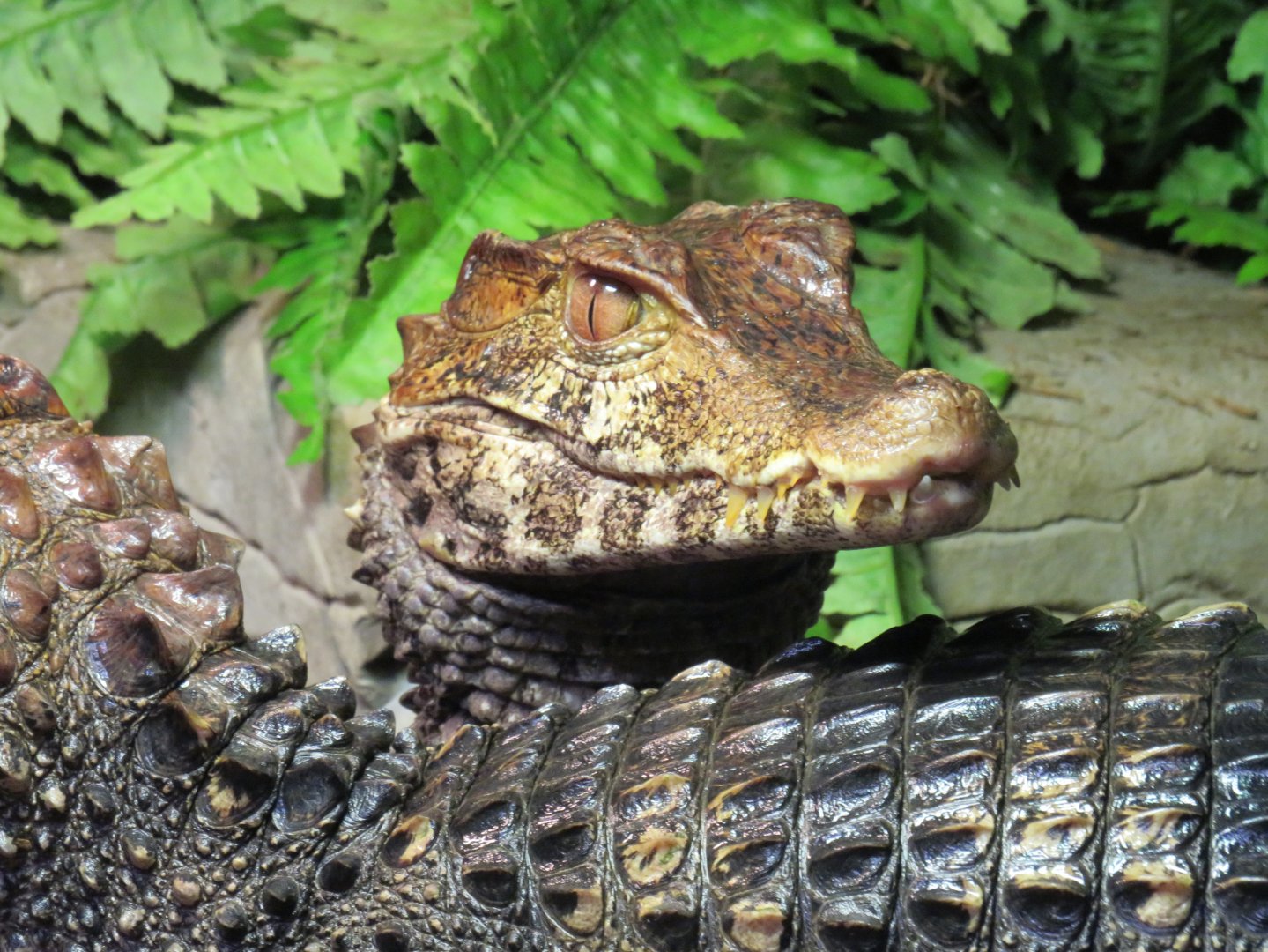 Cuvier's dwarf caiman