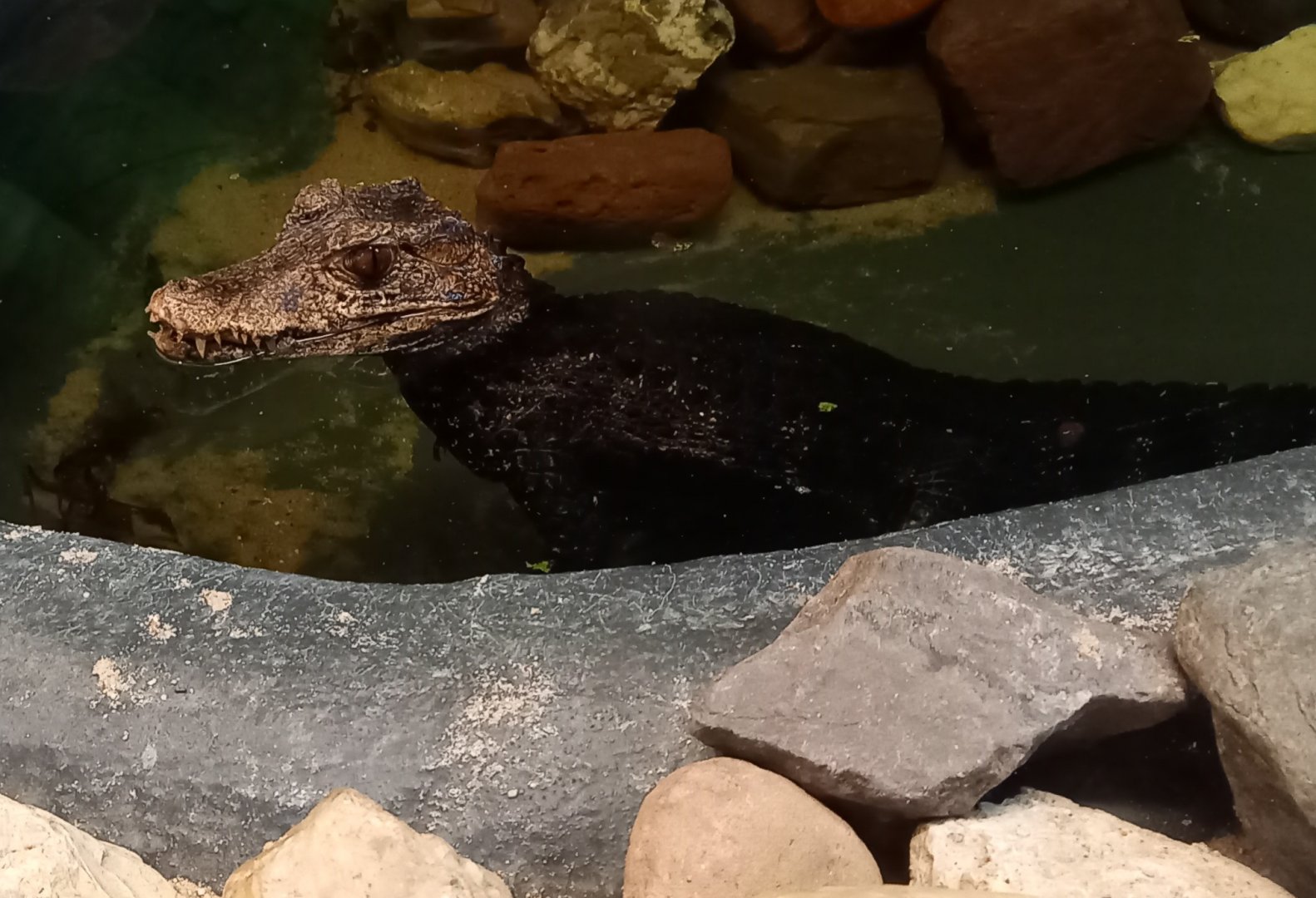 Cuvier's dwarf caiman