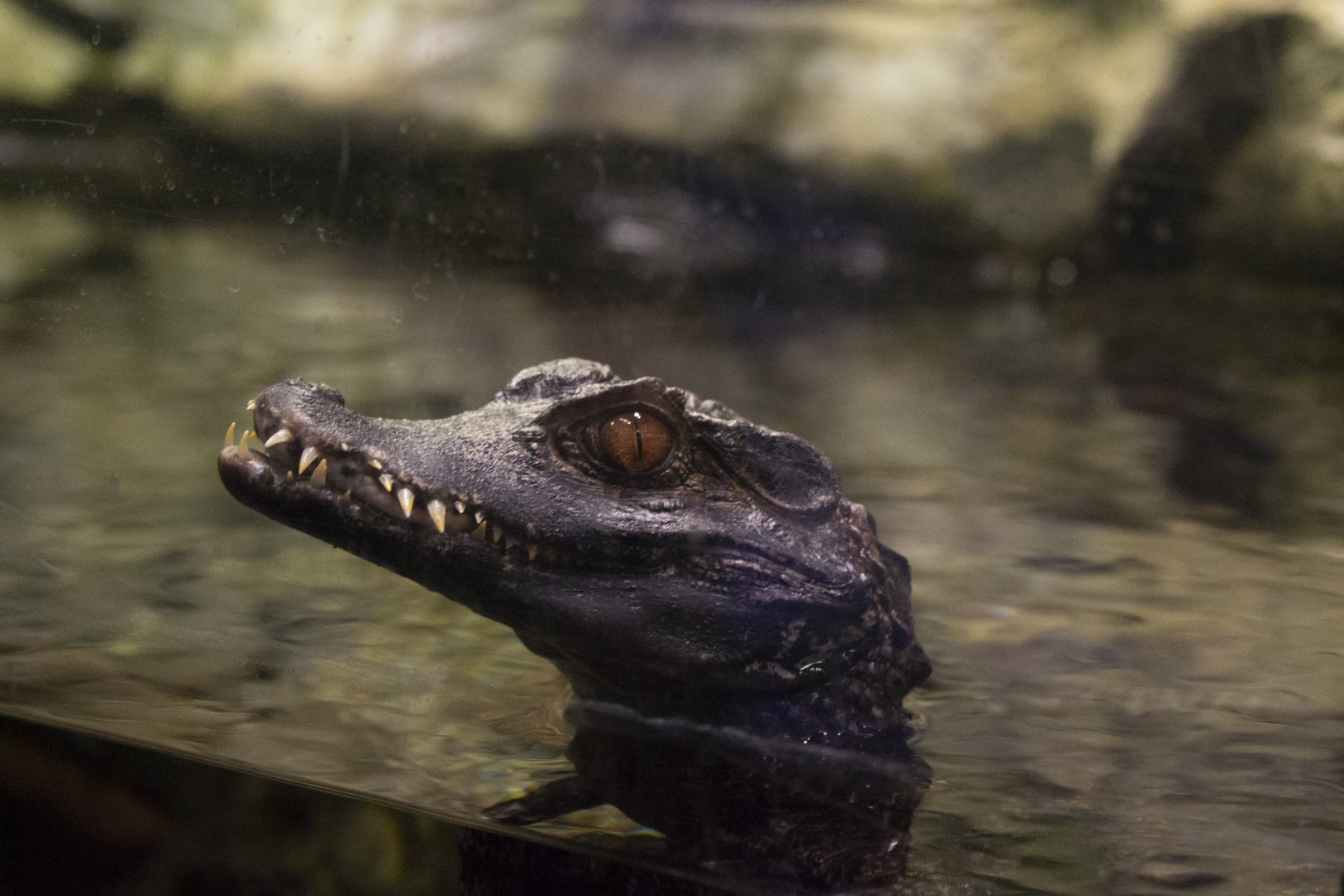 Cuvier's Dwarf Caiman