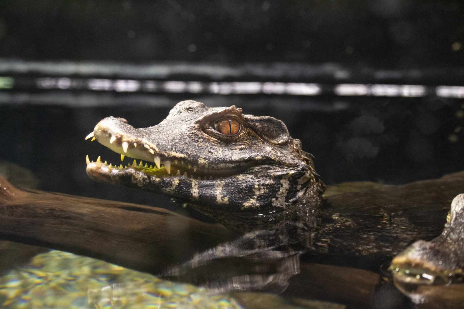 Cuvier's Dwarf Caiman