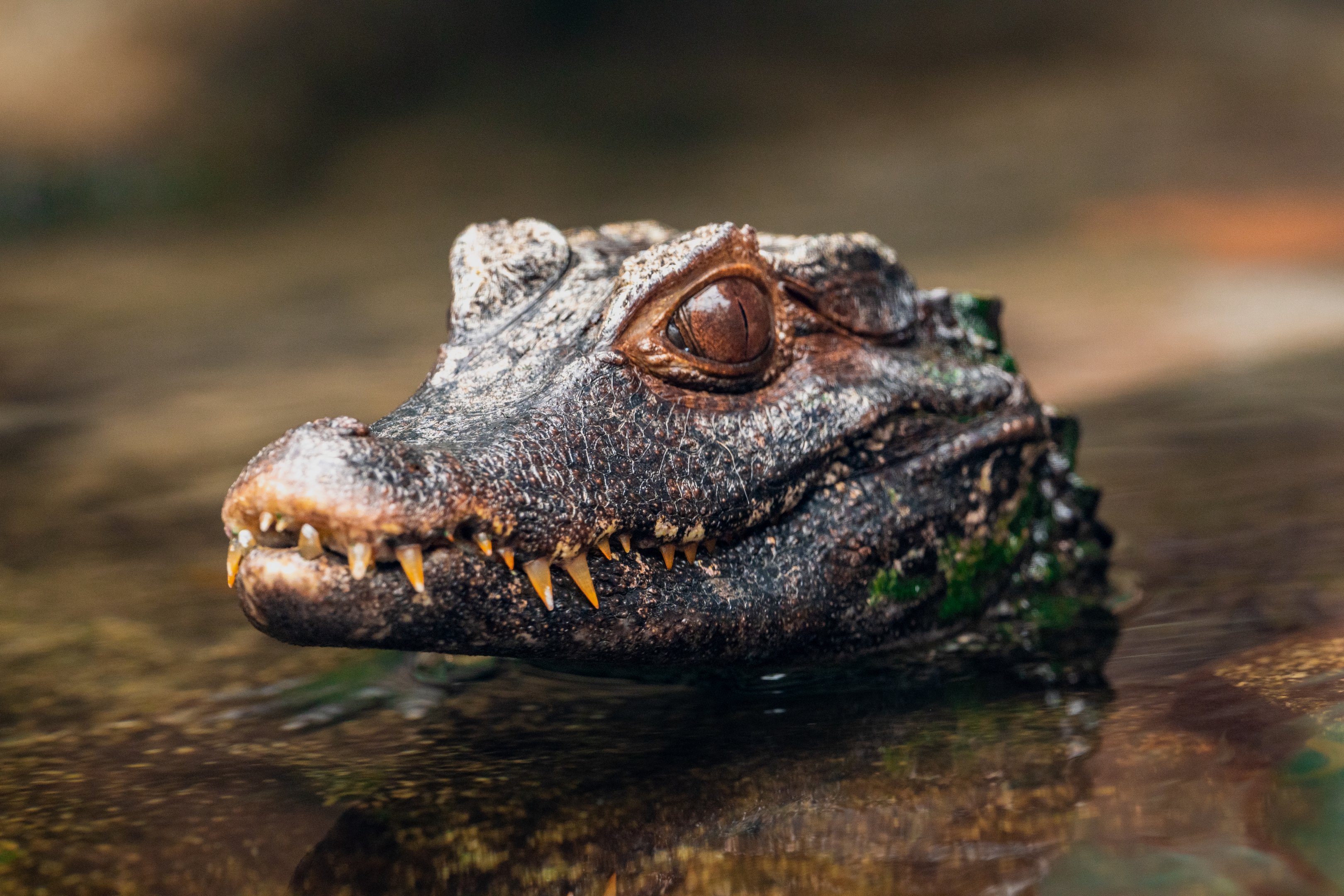Cuvier’s Dwarf Caiman
