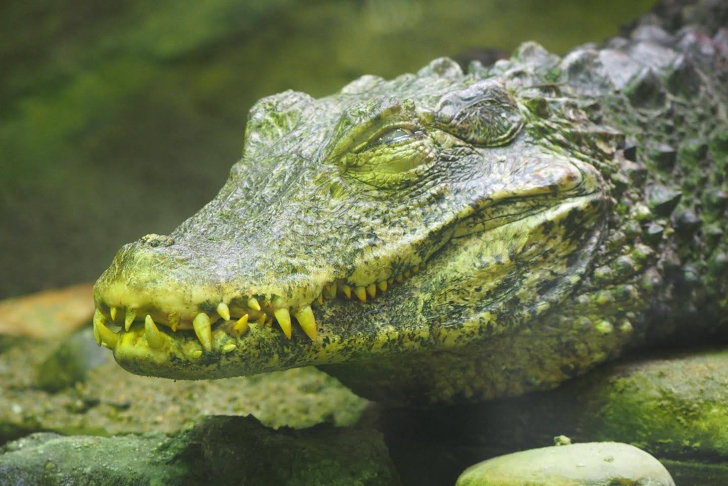 Cuvier's dwarf caiman