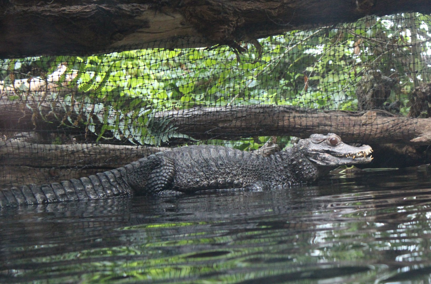 Cuvier's dwarf caiman