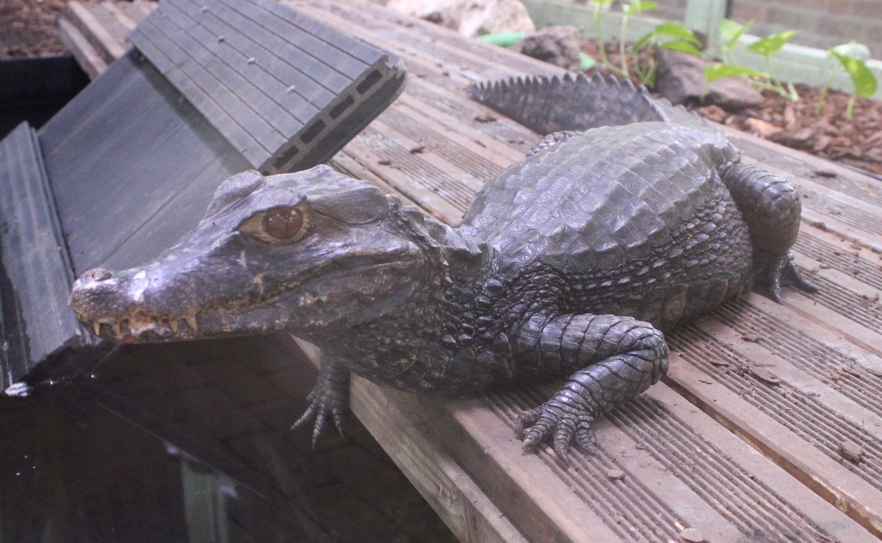 Cuvier's dwarf caiman
