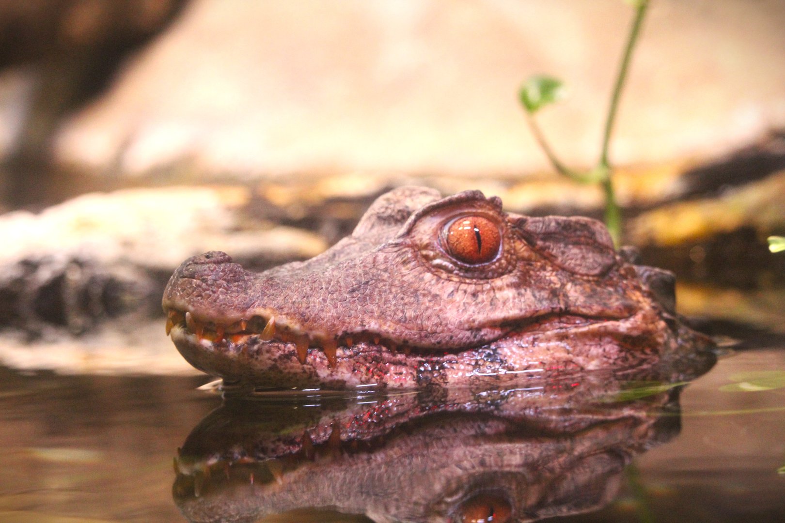 Cuvier's Dwarf Caiman