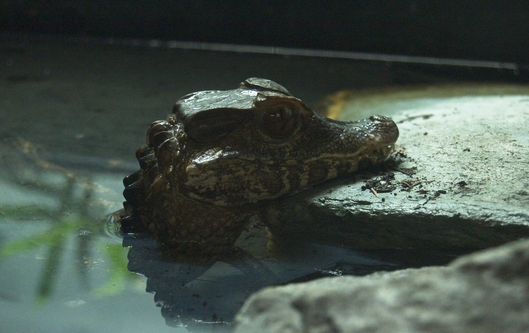 Cuvier's Dwarf Caiman