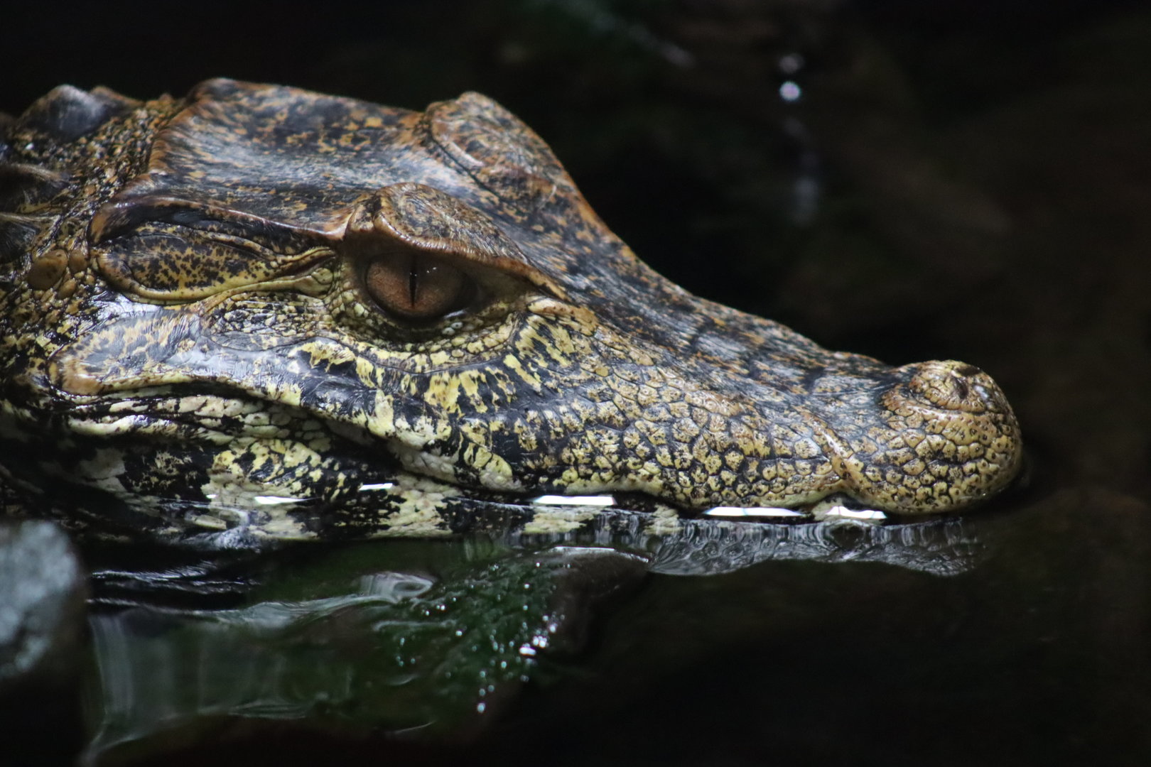Cuvier's Dwarf Caiman