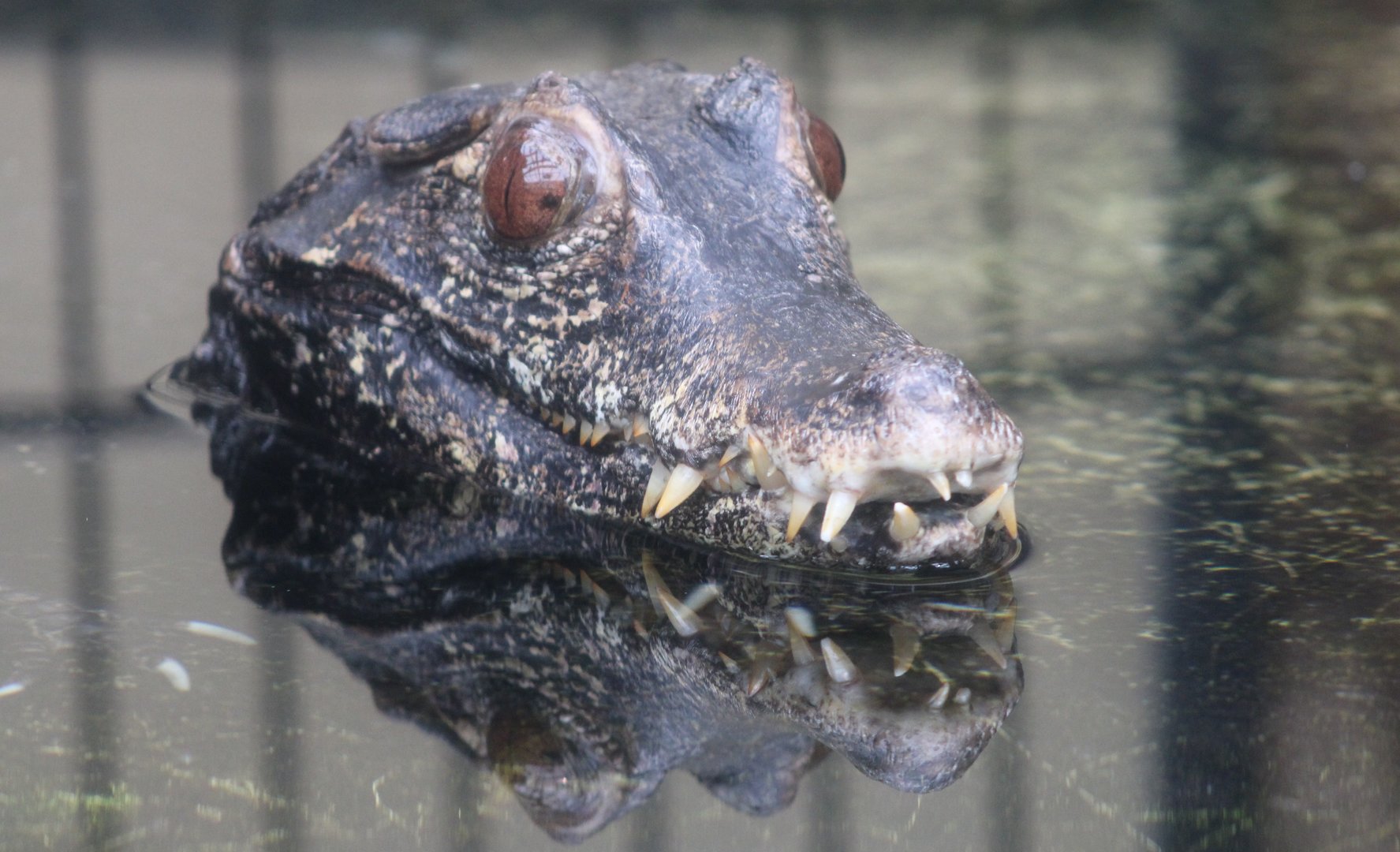 Cuvier's dwarf caiman