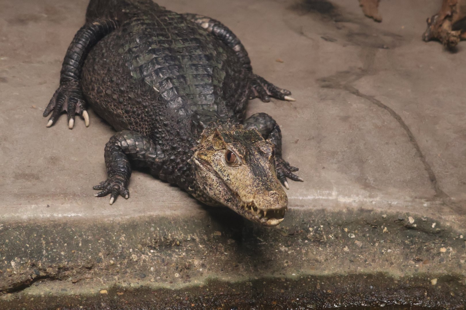 Cuvier's Dwarf Caiman
