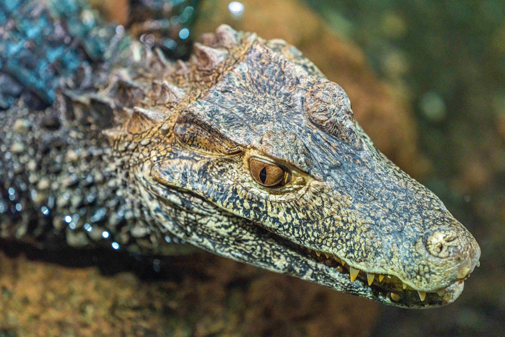 Cuvier's Dwarf Caiman