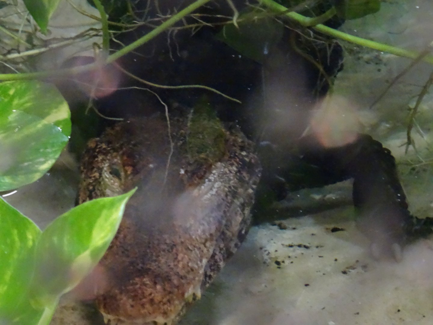 Cuvier's Dwarf Caiman