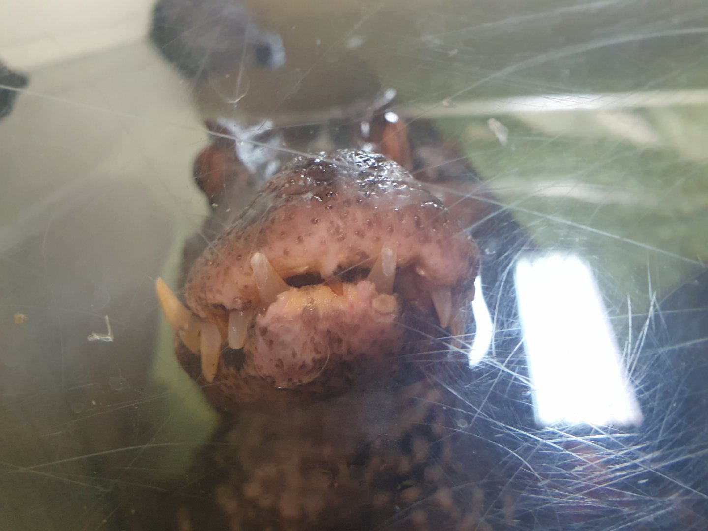 Cuvier's Dwarf Caiman