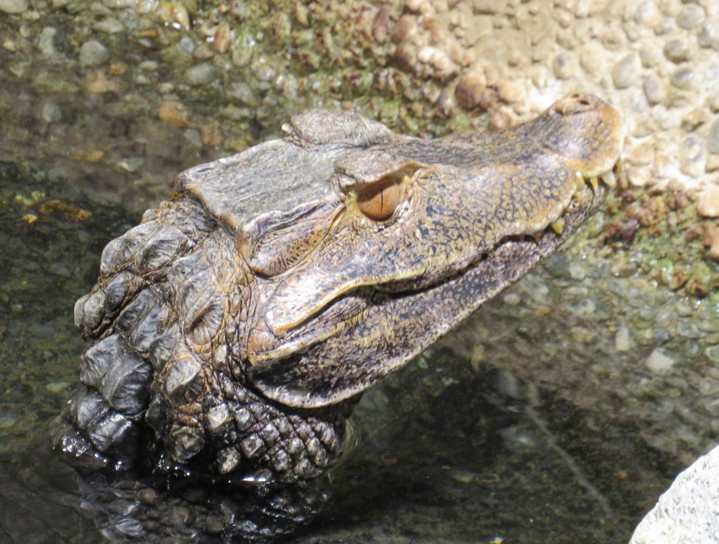 Cuvier's dwarf caiman