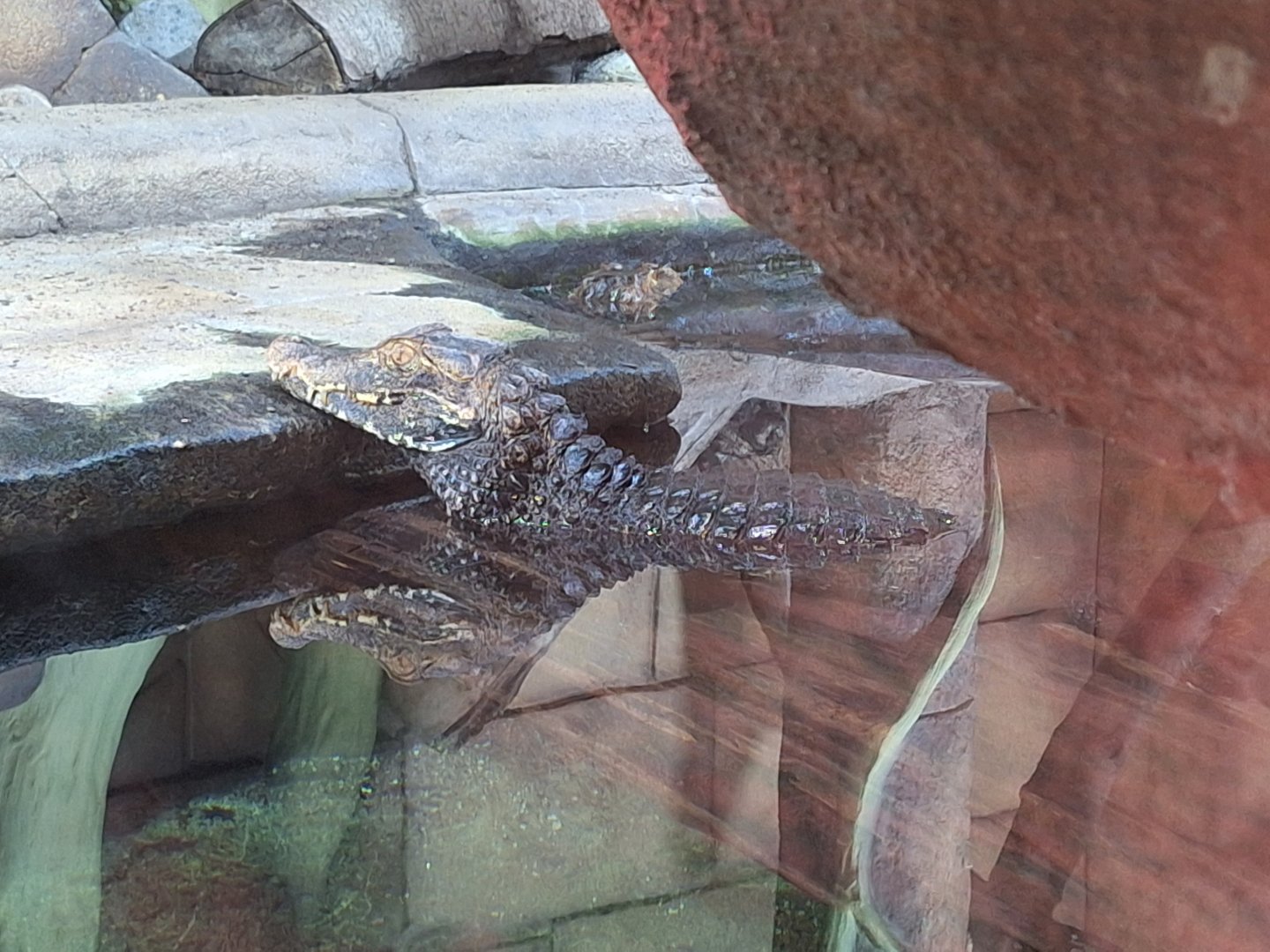 Cuvier's Dwarf Caiman