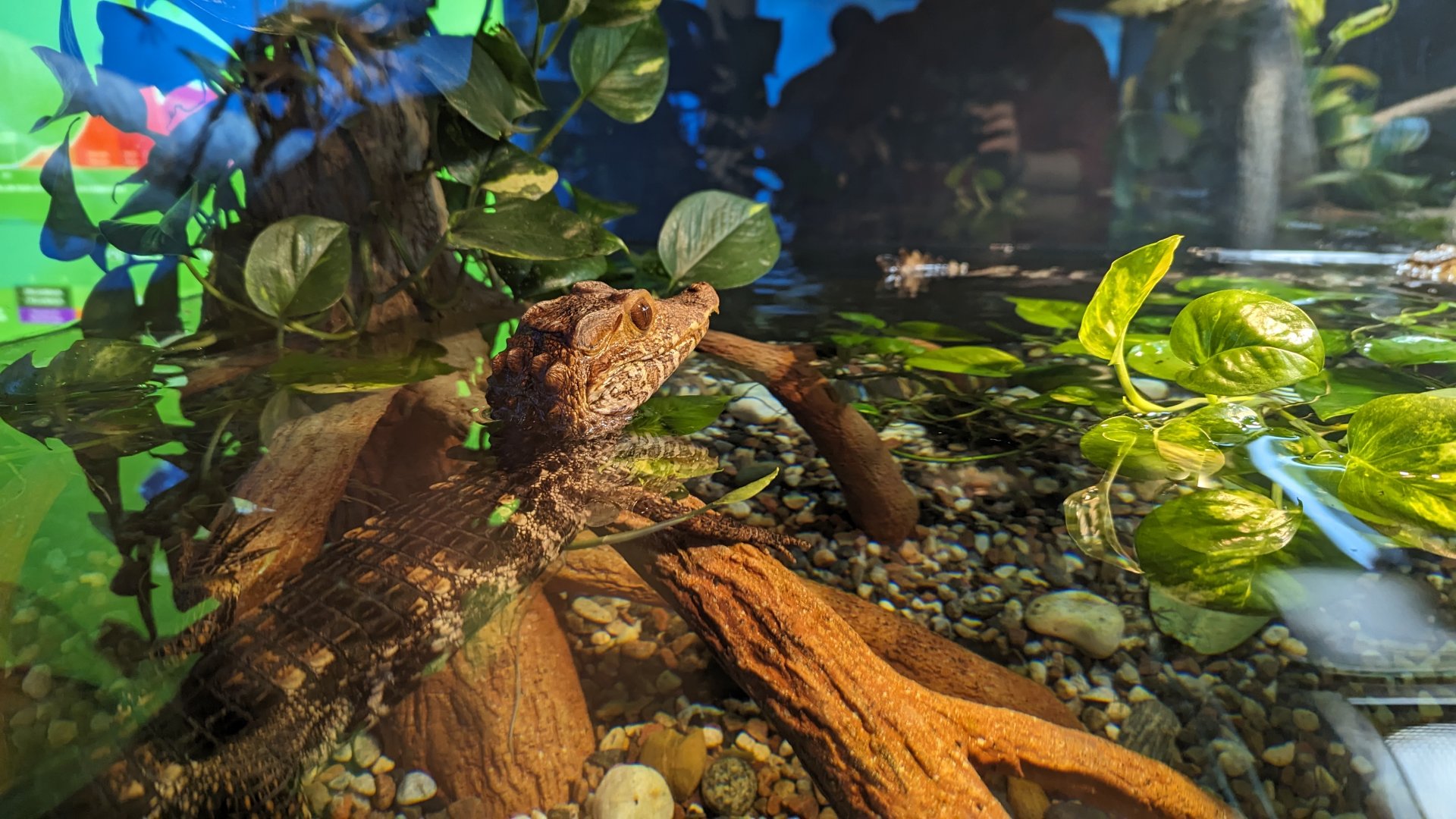 Cuvier's Dwarf Caiman