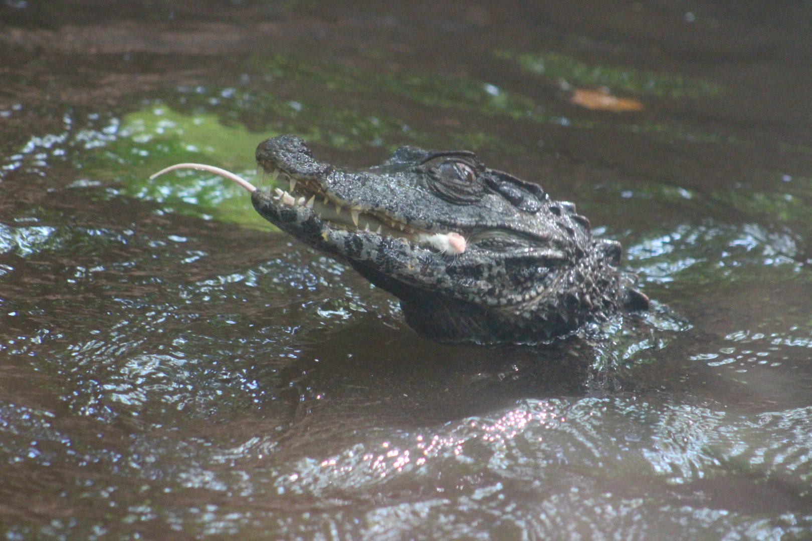 Cuvier’s? Dwarf Caiman