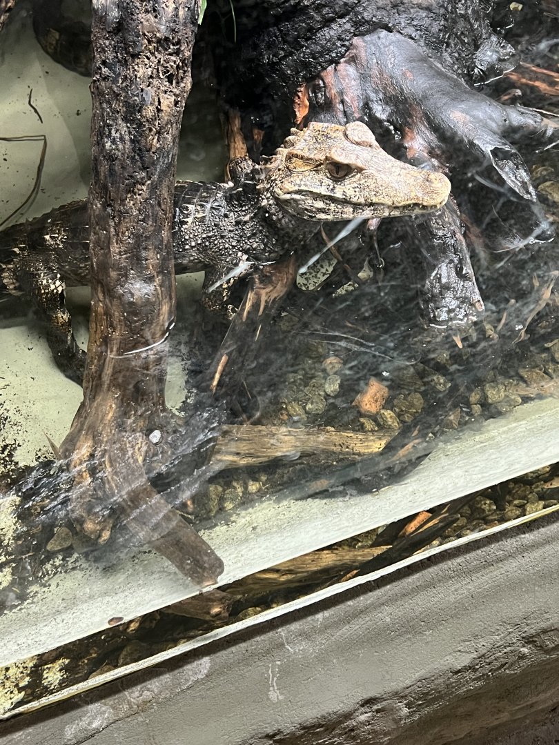 Cuvier’s Dwarf Caiman