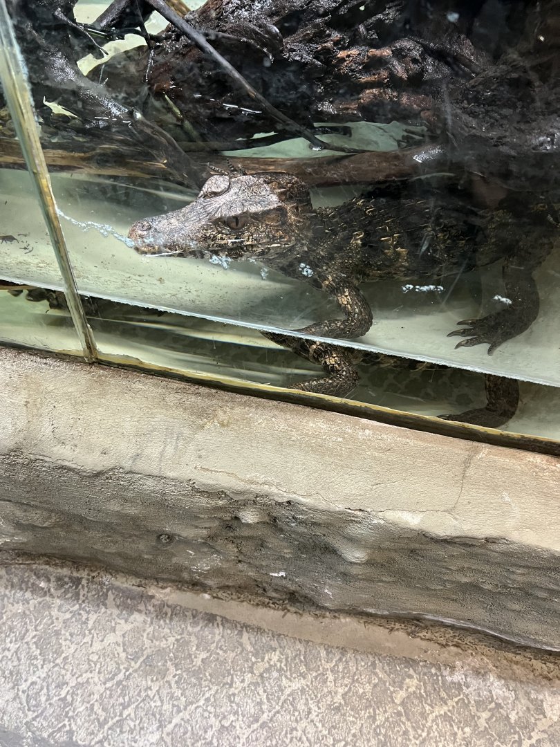 Cuvier’s Dwarf Caiman
